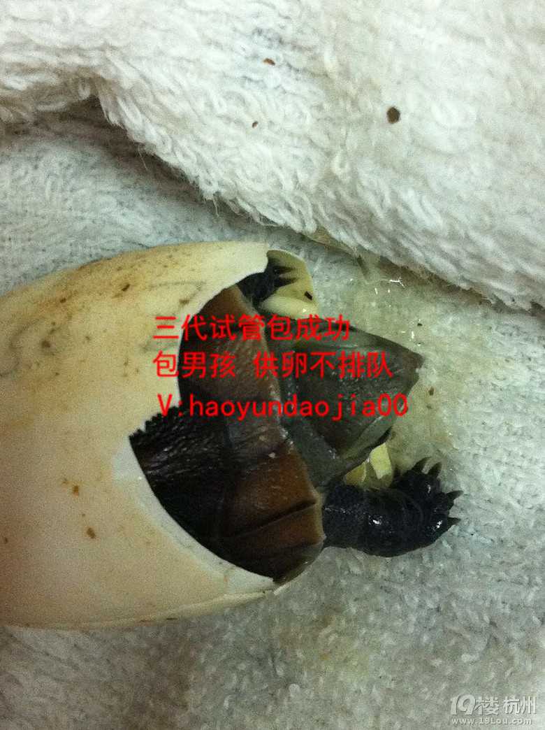 在广州找供卵去哪里_国内供卵不用等的医院_手术前几天胎儿骤停